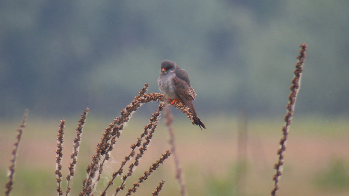 Red-footed Falcon - ML644651809