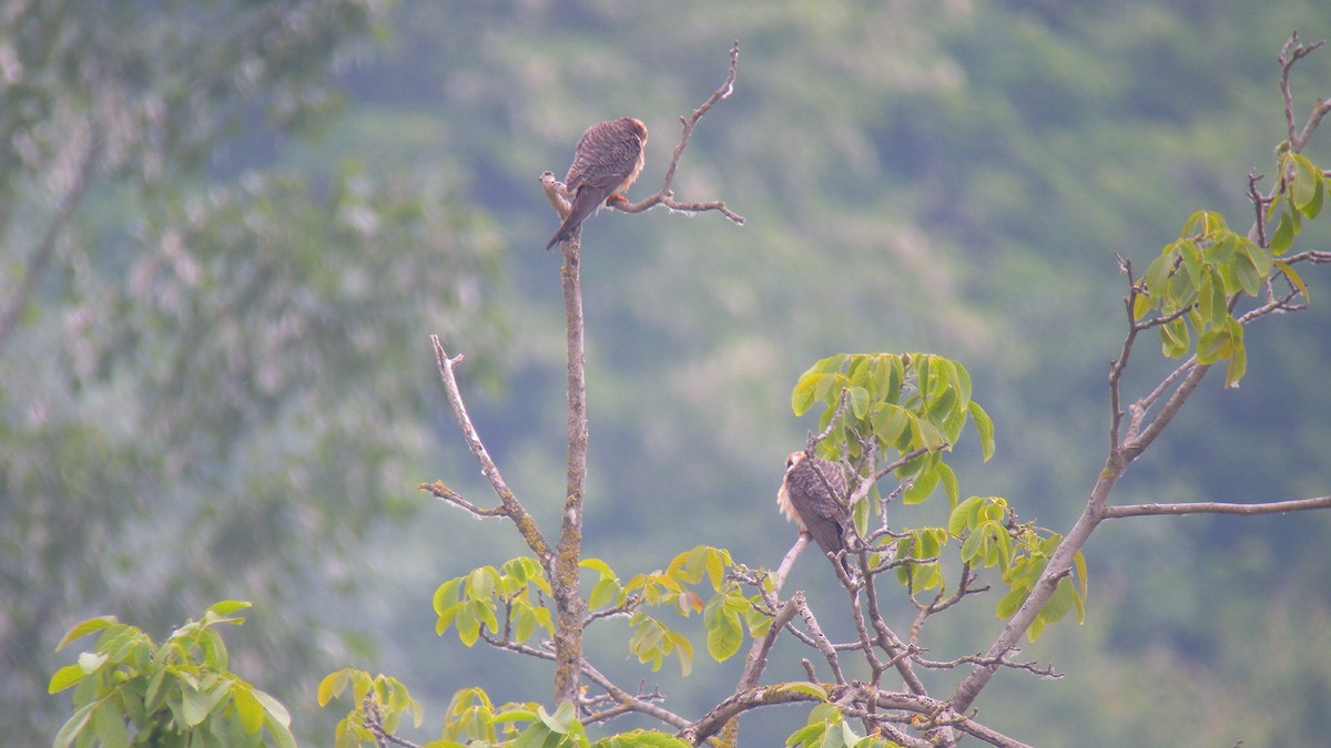Red-footed Falcon - ML644651810