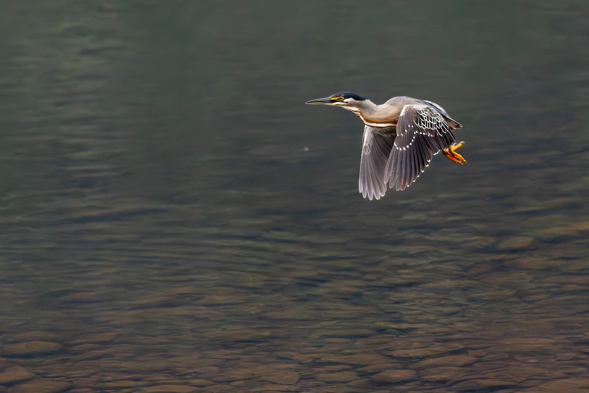 Striated Heron - ML644651818