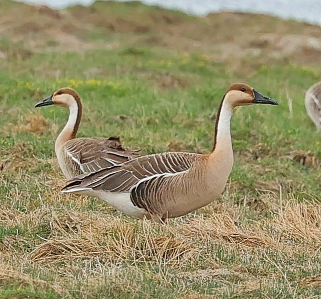 Ánsar Cisnal - ML644651822