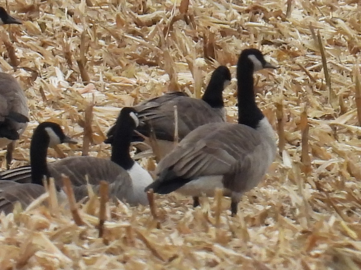 Kanadagans - ML644651823