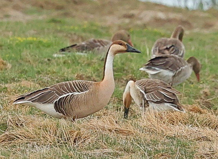 Ánsar Cisnal - ML644651824