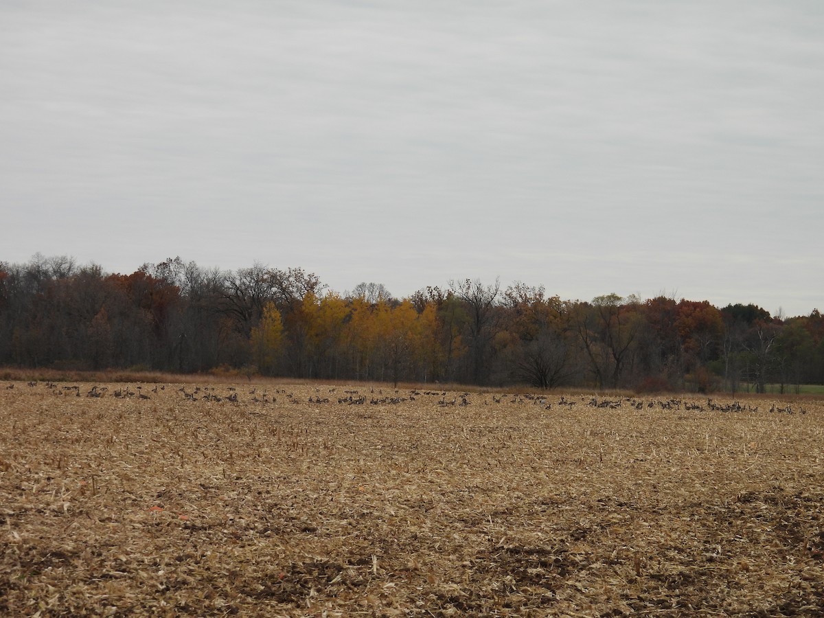 Kanadagans - ML644651826