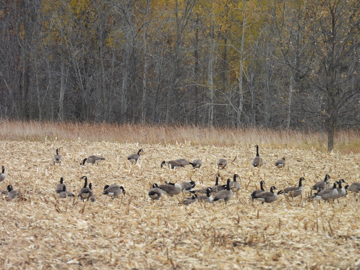 Kanadagans - ML644651827