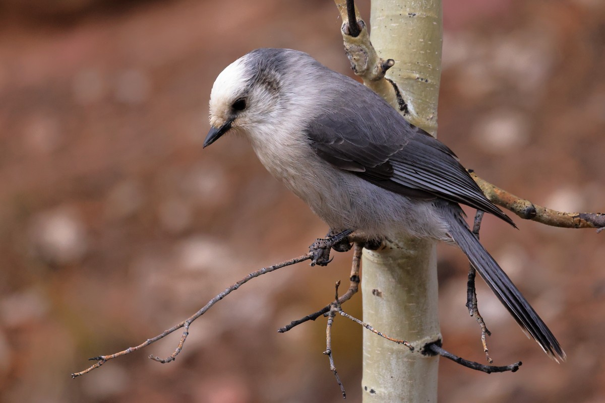 Canada Jay - ML644651829