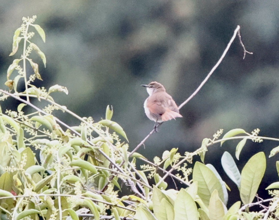 Yellow-chinned Spinetail - ML644651831