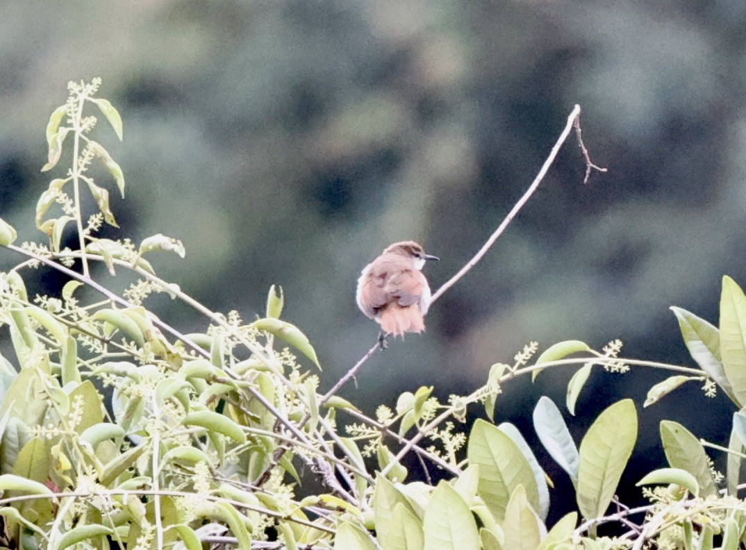 Yellow-chinned Spinetail - ML644651832