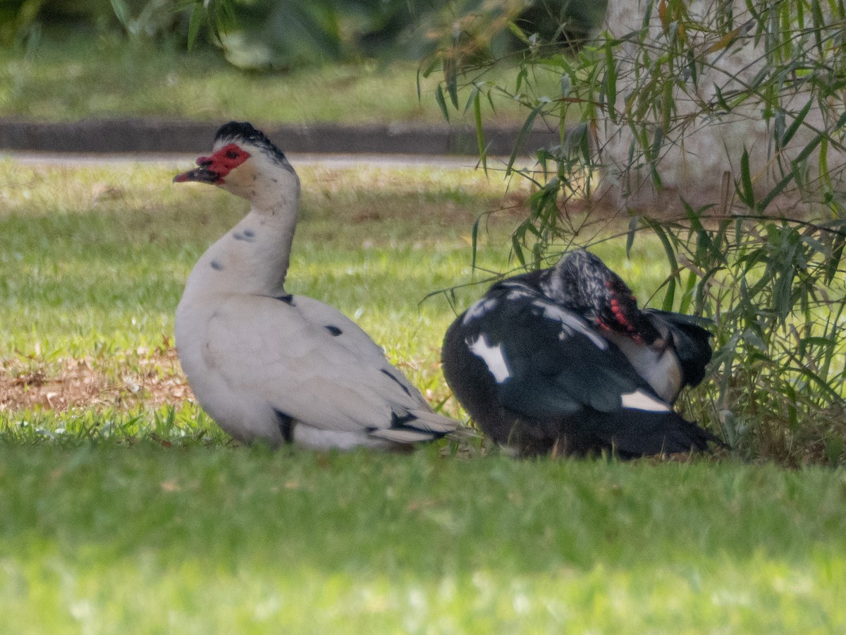 ברבר (מבוית) - ML644651837
