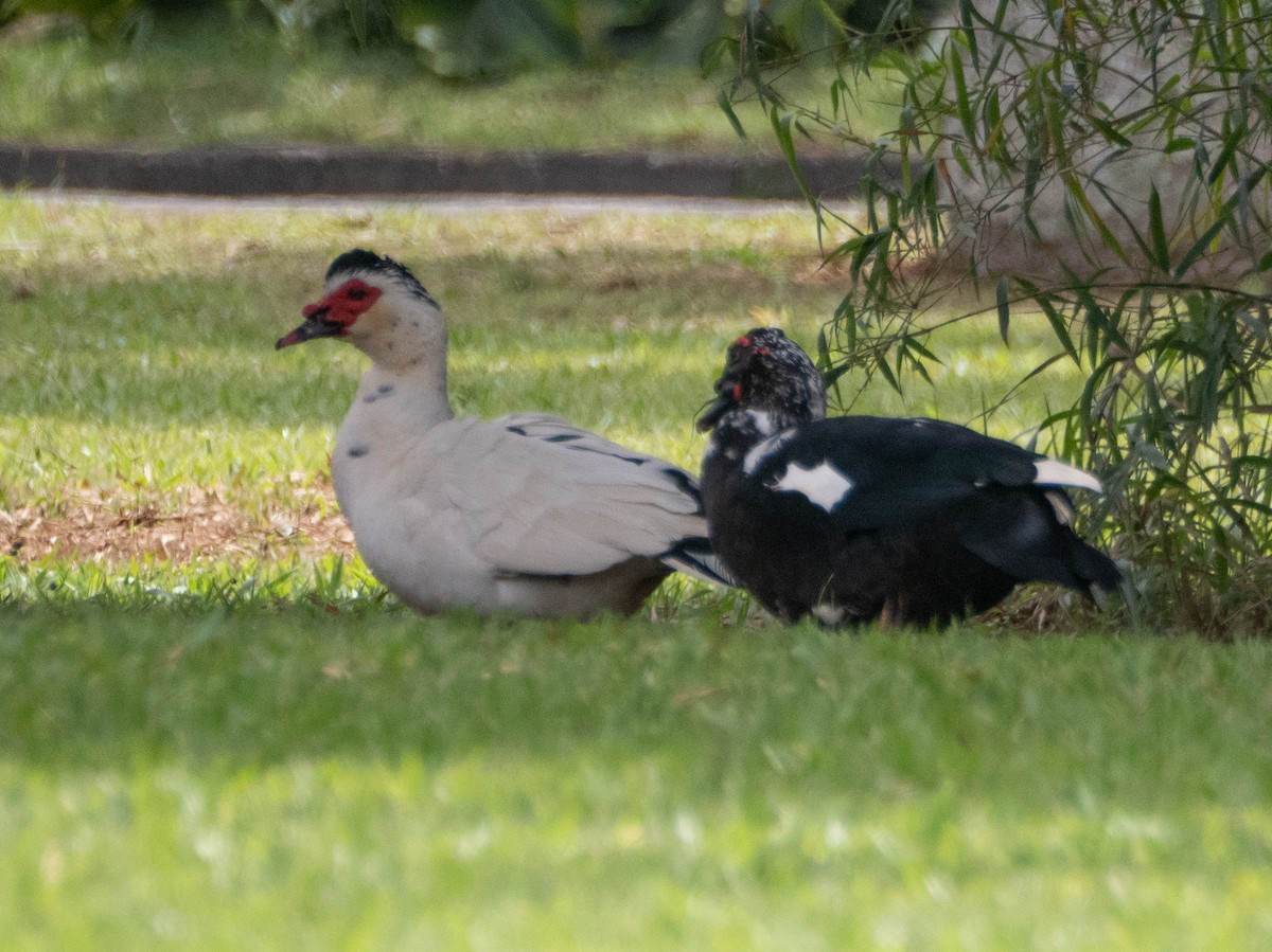 ברבר (מבוית) - ML644651838