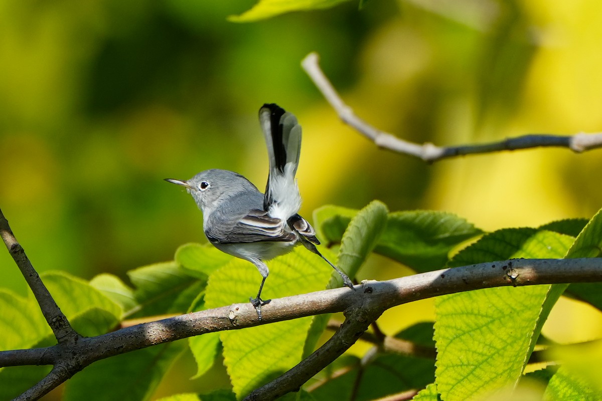 nordmyggsmett - ML644651846