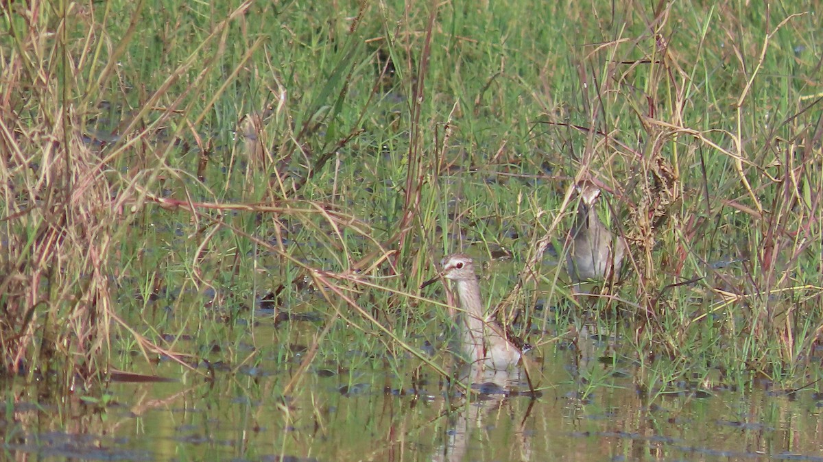 grønnstilk - ML644651847