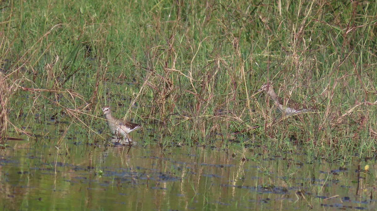 grønnstilk - ML644651848