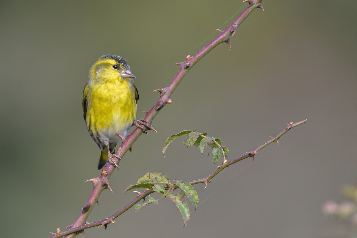 Eurasian Siskin - ML644651851