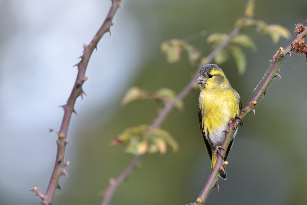 Eurasian Siskin - ML644651852