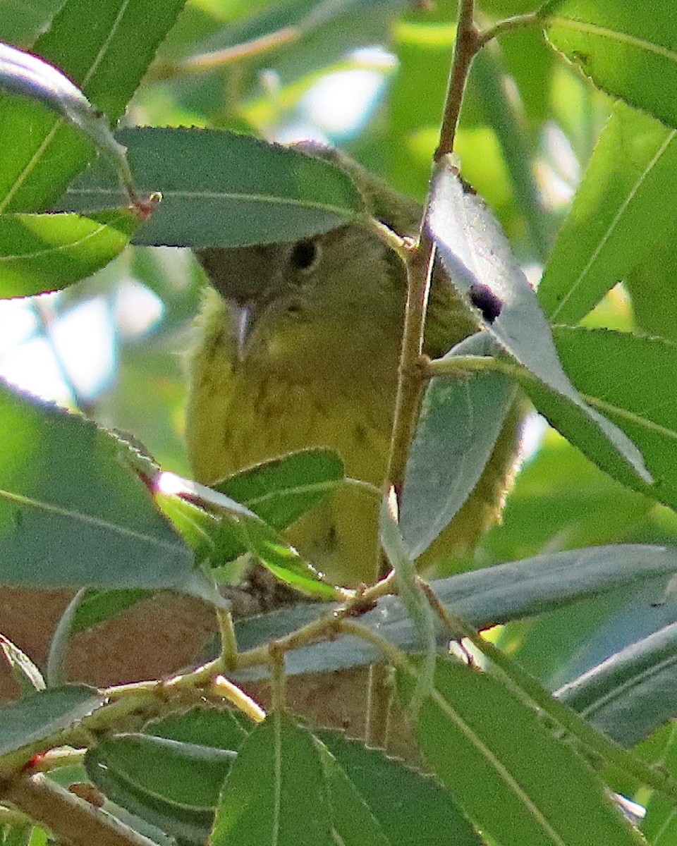 oransjekroneparula - ML644651861