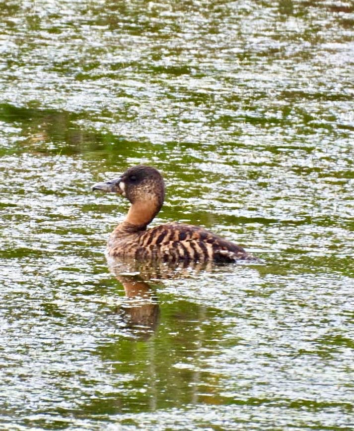 White-backed Duck - ML644651862