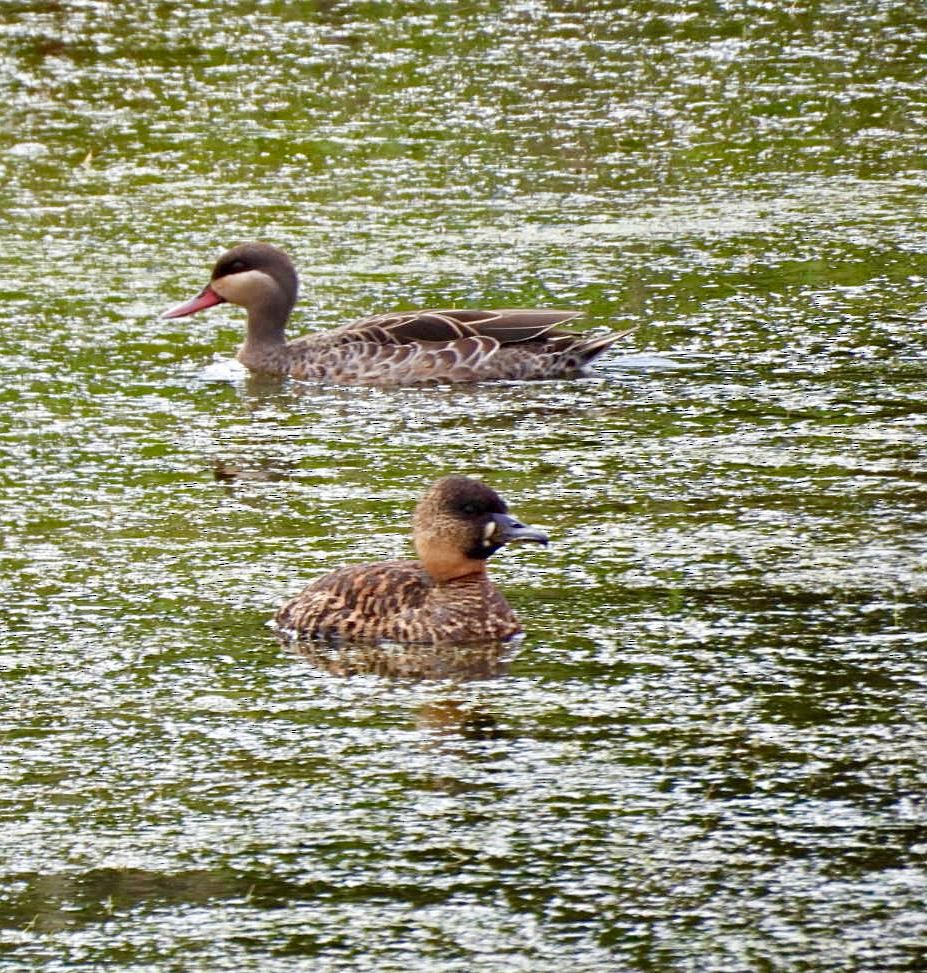 White-backed Duck - ML644651863