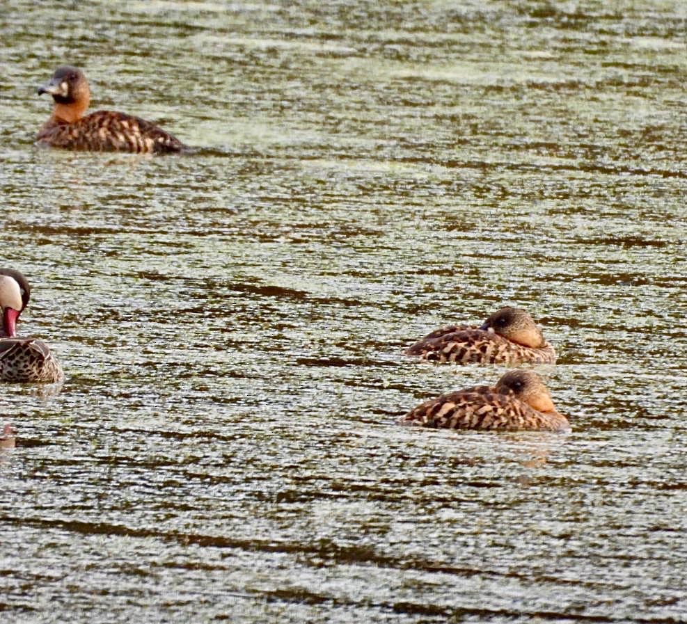 White-backed Duck - ML644651864