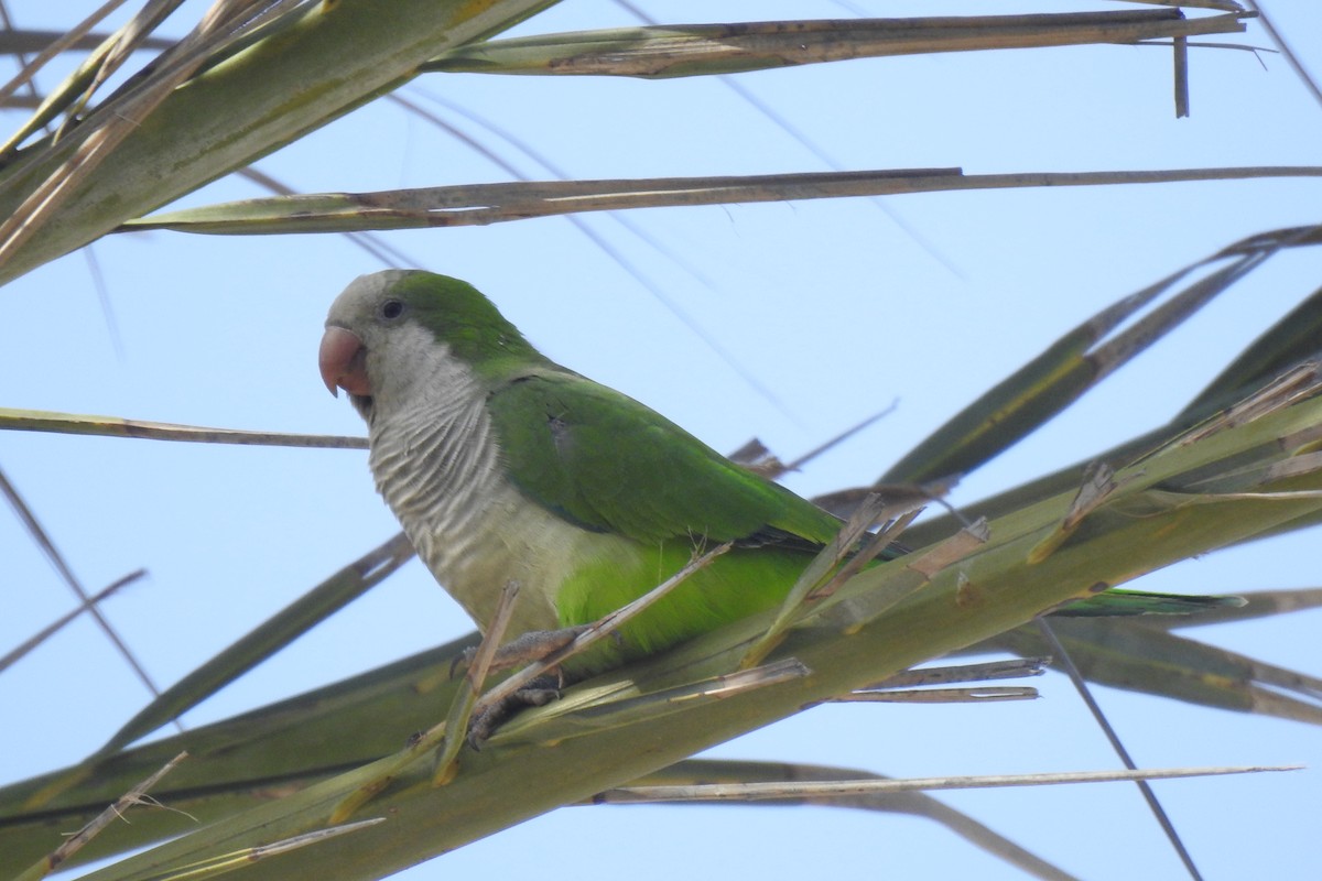 munkeparakitt - ML644651865