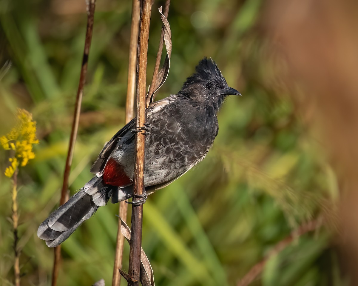 rødgumpbylbyl - ML644651866