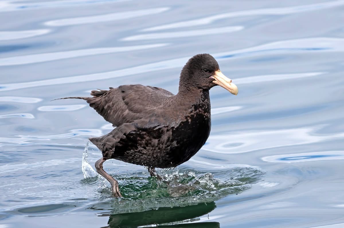 sørkjempepetrell - ML644651868