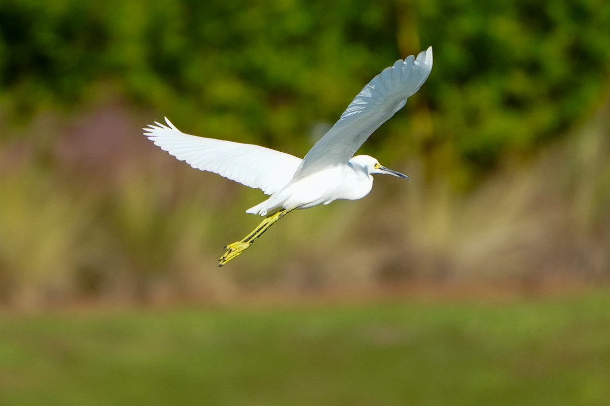 snøhegre - ML644651869