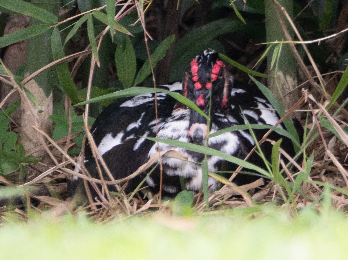 knoppand - ML644651870