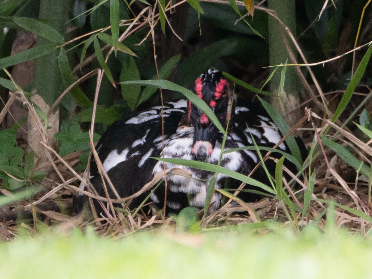 knoppand - ML644651871