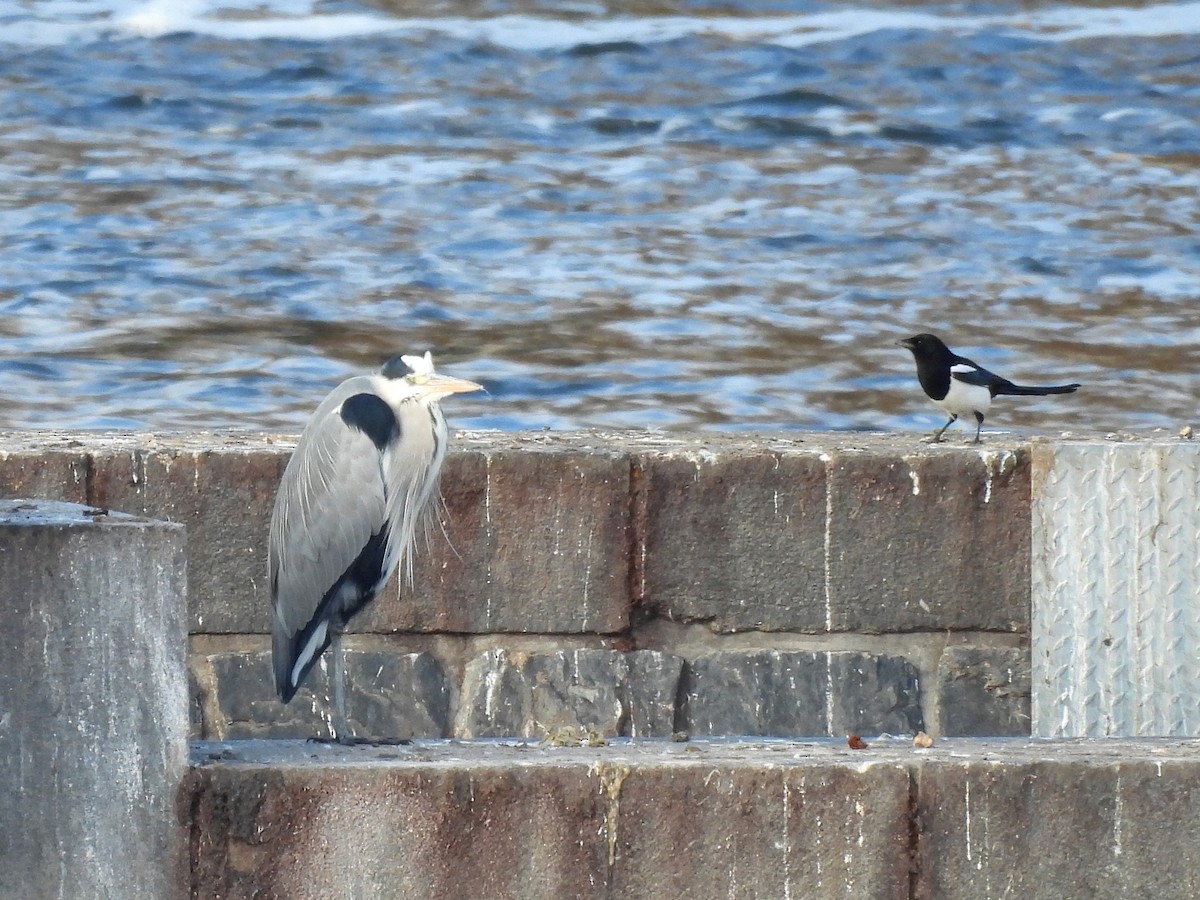 gråhegre - ML644651872