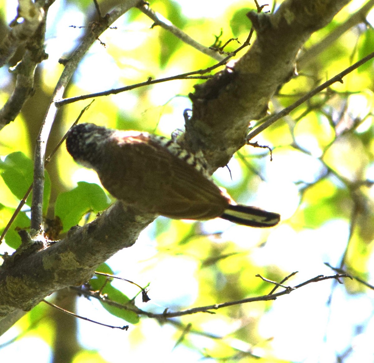 båndpikulett - ML644651874