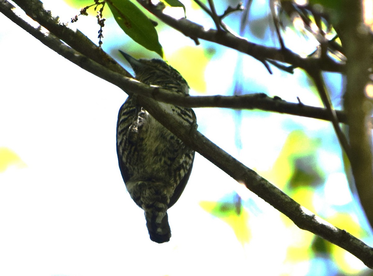 båndpikulett - ML644651875