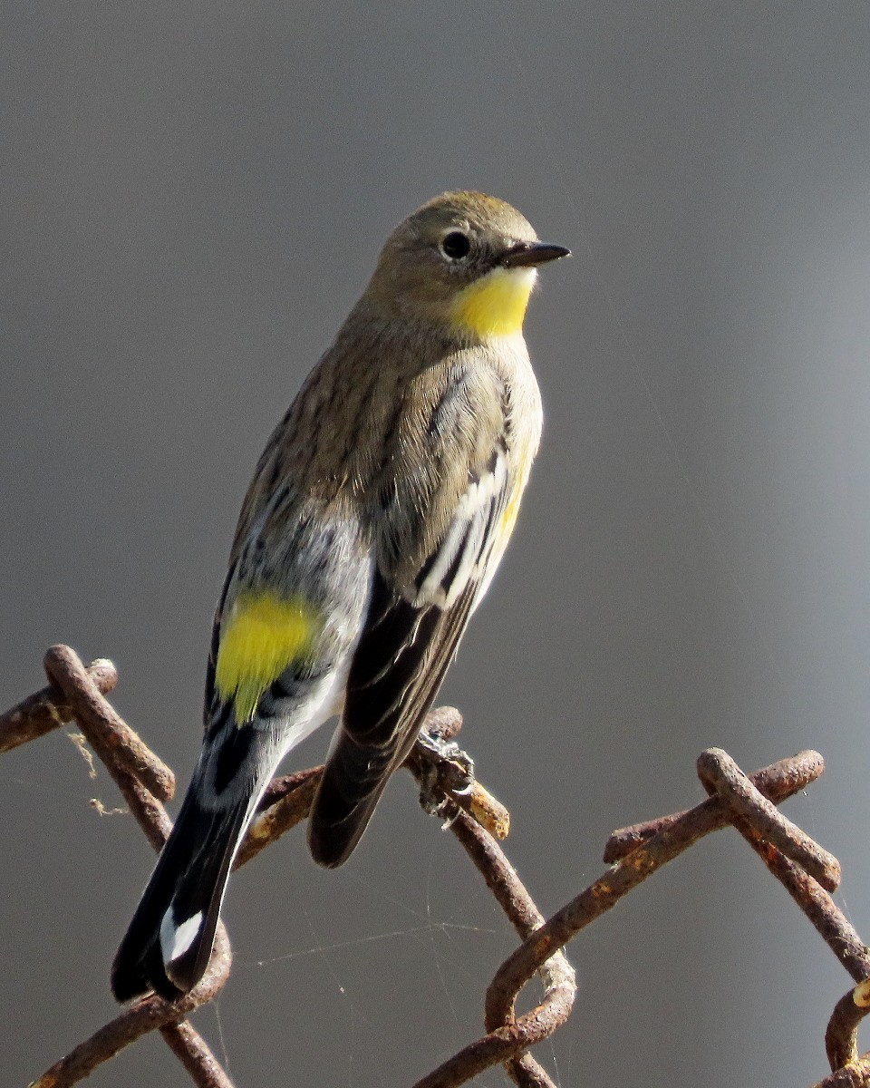 myrteparula (auduboni) (sitronstrupeparula) - ML644651876