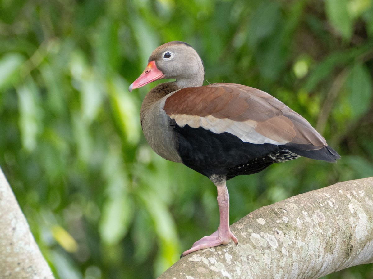 rødnebbplystreand - ML644651877