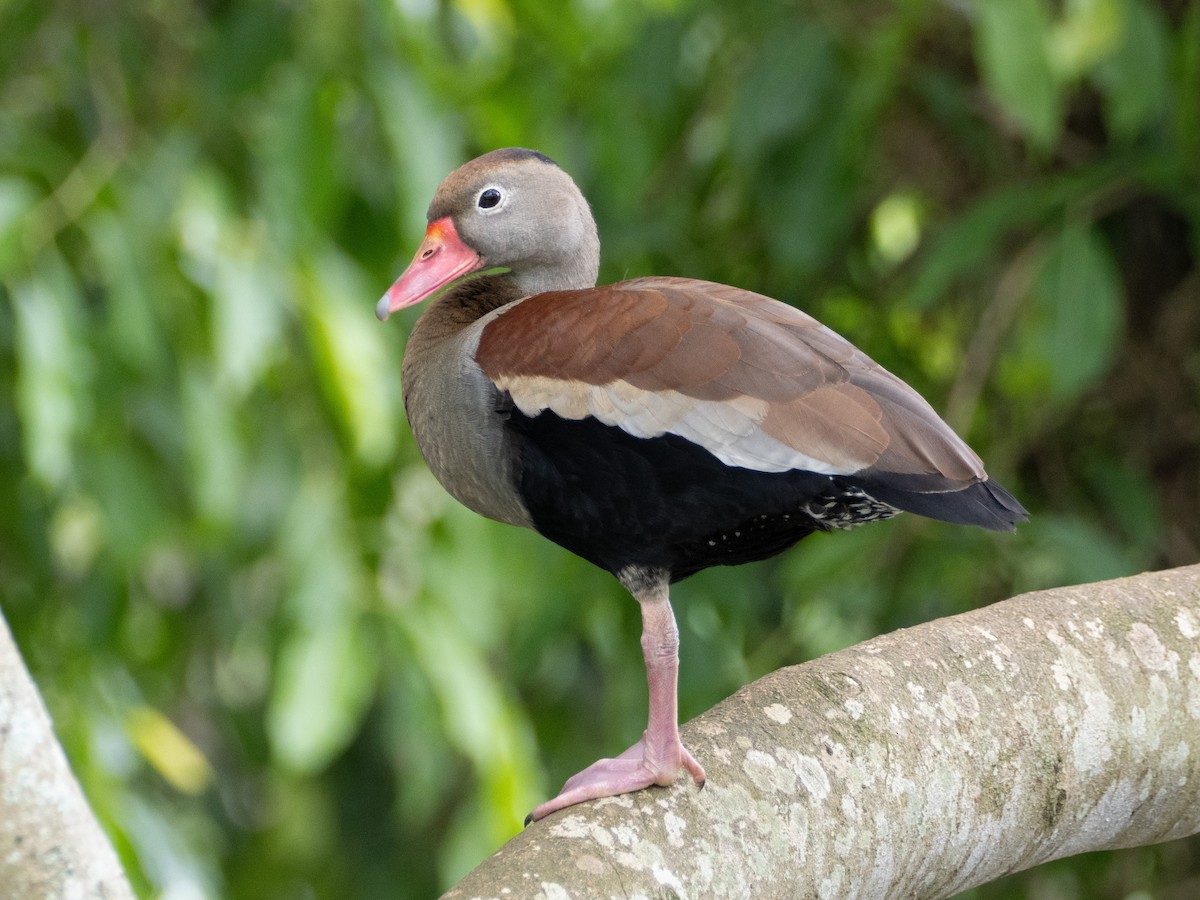 rødnebbplystreand - ML644651878