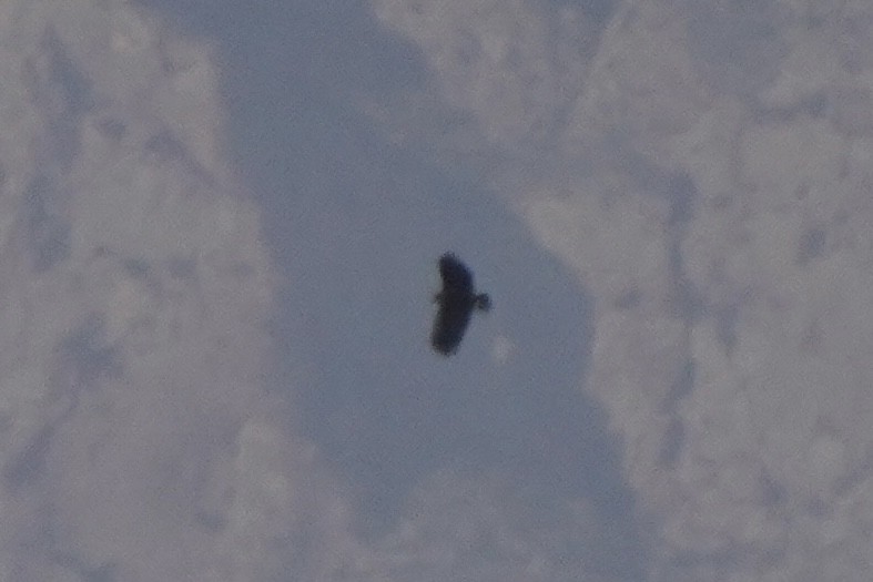 storskrikørn - ML644651881