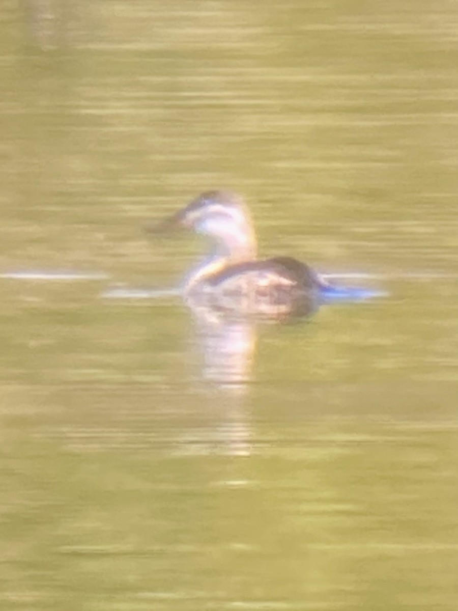 kobberand - ML644651882