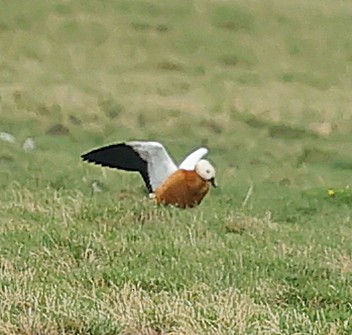 rustand - ML644651883