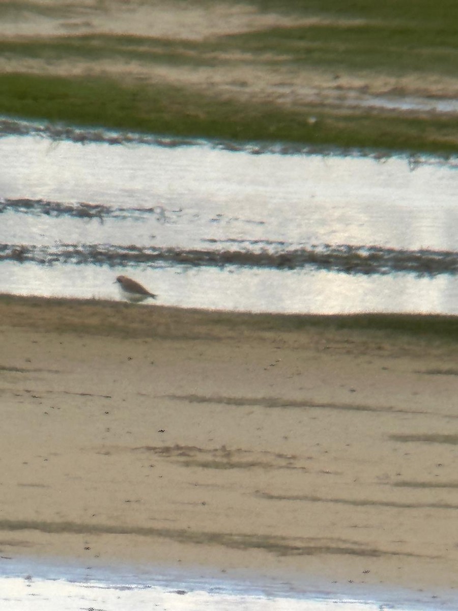 punalo - ML644651885