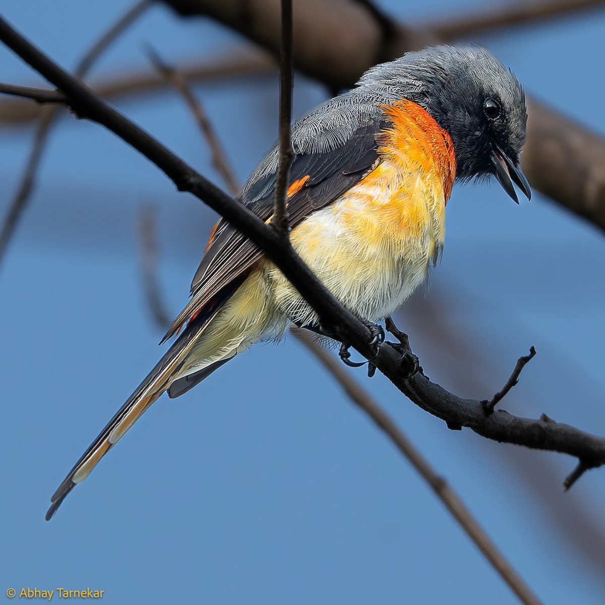 småmønjefugl - ML644651886