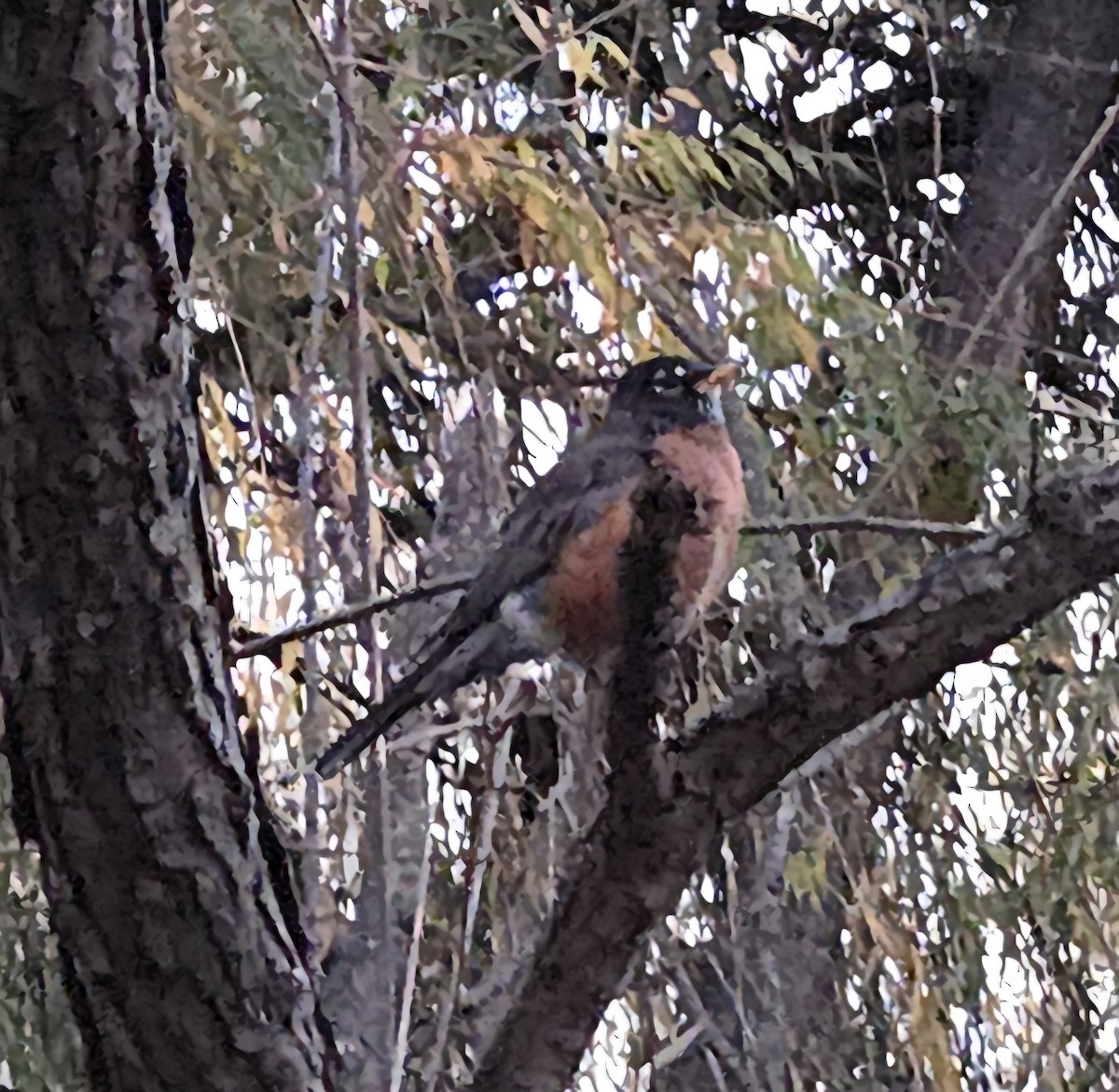 vandretrost - ML644651887