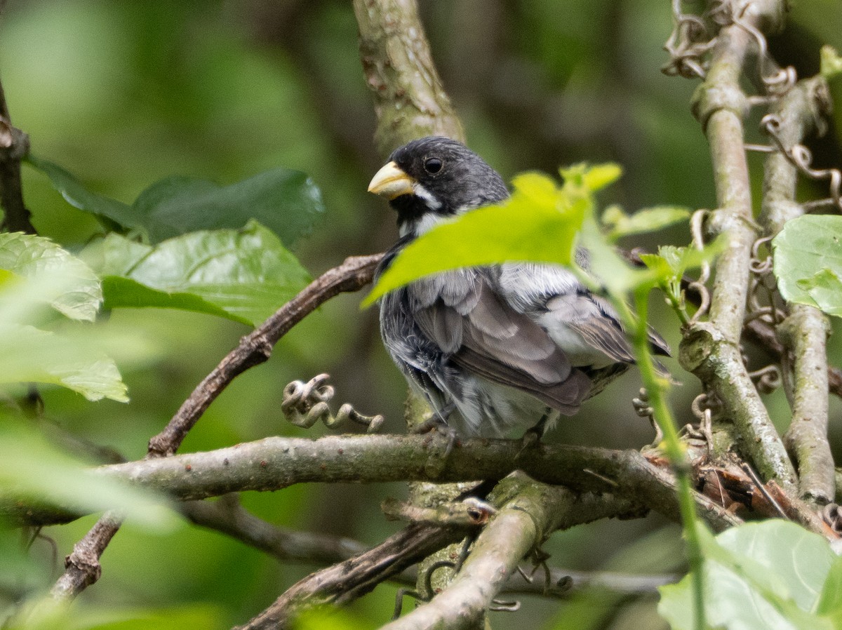 beltefrøeter - ML644651888