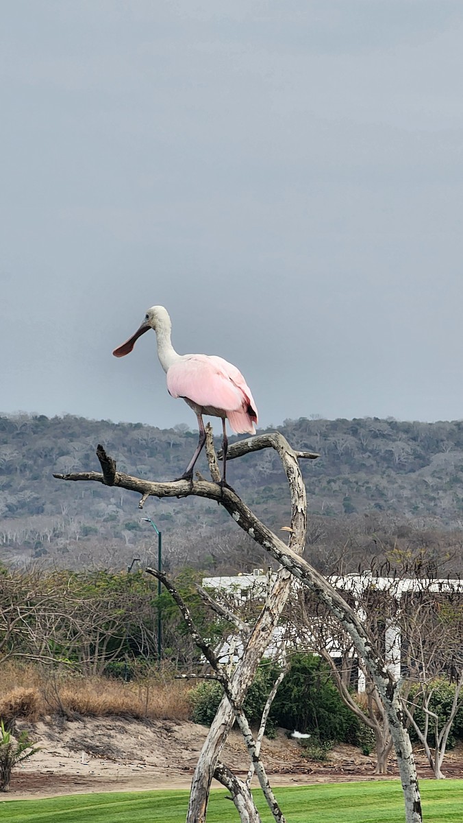 rosenskjestork - ML644651889