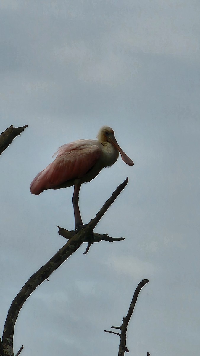 rosenskjestork - ML644651890