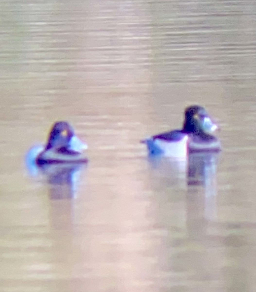 purpurhodeand - ML644651892