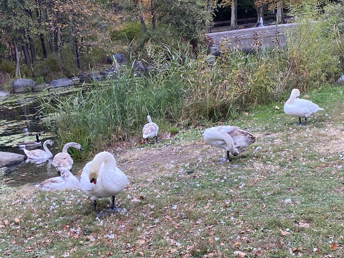 knoppsvane - ML644651918