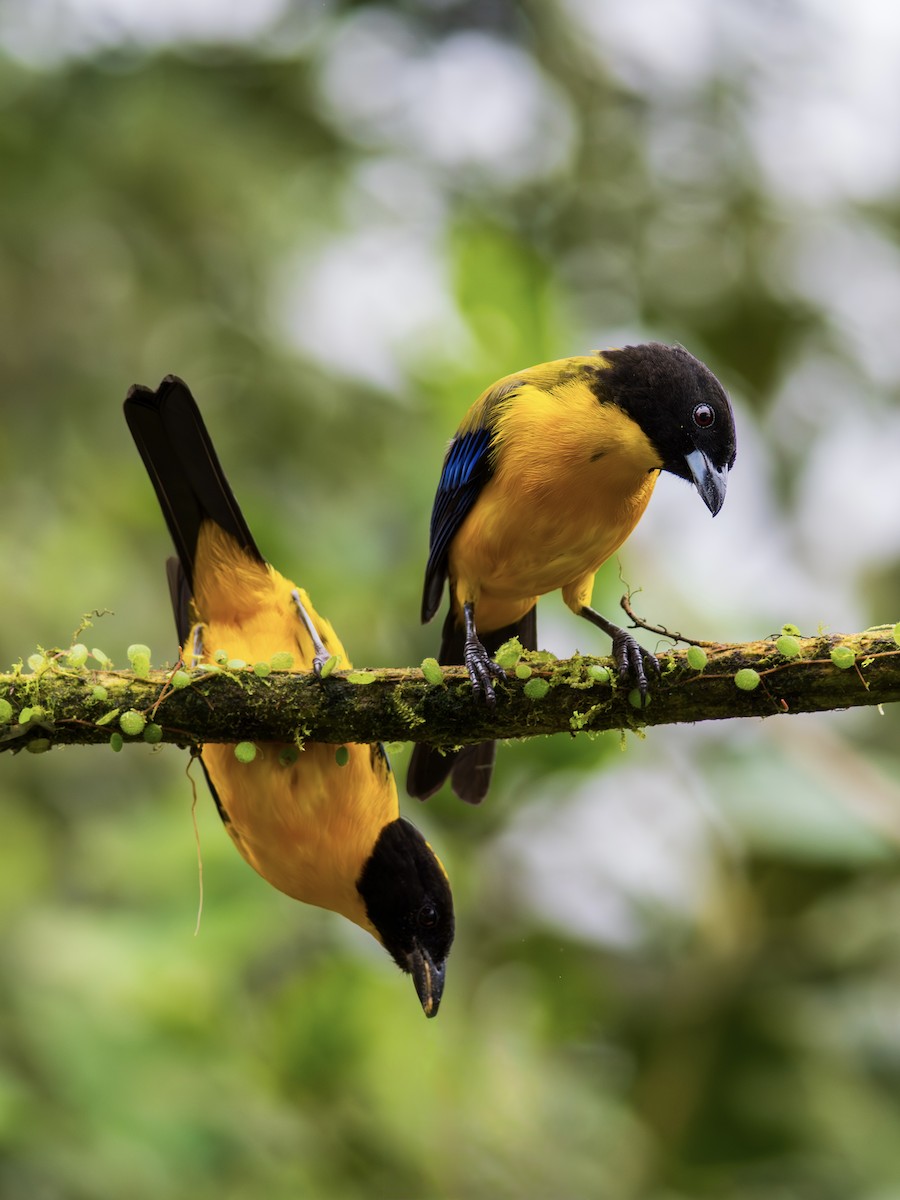 Black-chinned Mountain Tanager - ML644651927