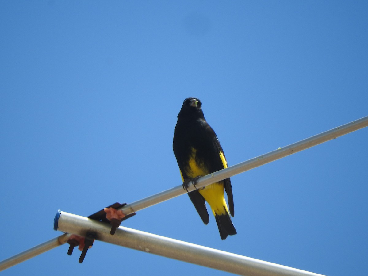 Black Siskin - ML644651944
