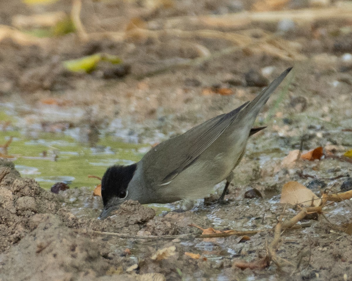 Txinbo kaskabeltza - ML644651948