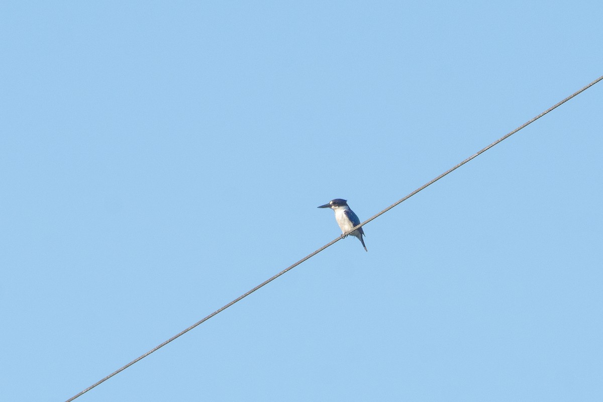 Forest Kingfisher - ML644651949