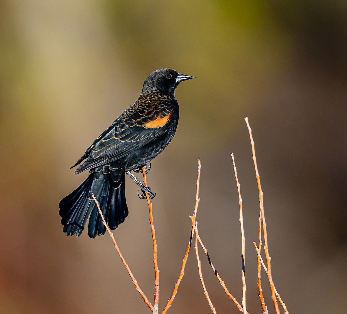 Red-winged Blackbird - ML644651954